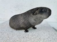Solid Silber Agouti